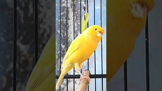 Download lagu Canario do reino canto campainha #canario #cantodocanário #canary #canarysinging mp3 Download lagu Canario do reino canto campainha #canario #cantodocanário #canary #canarysinging mp3