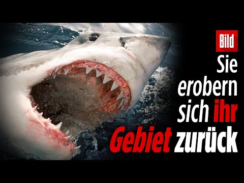 Experte sieht Zusammenhang zwischen Corona-Pandemie und den Hai-Angriffen