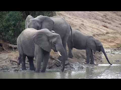Djuma: Elephants with small ones getting a drink-one cow has broken right tusk - 10:48 - 06/04/20