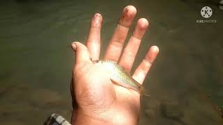 Download lagu tanago 4 sungai salatiga mp3