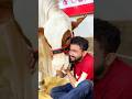 EMOTIONAL QURBANI COW MANDI Cowlover Mandi
