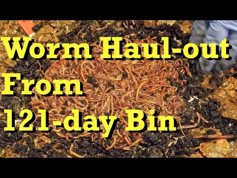 1st haul-out of worms from 121-day old bin initiates start of new bin - vermicomposting