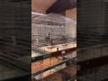 Recing Pigeons Show 2016 H P C DEN HAAG HOLLAND