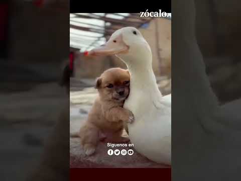 Una tierna amistad entre un pato y un perrito se hace viral en redes #viral