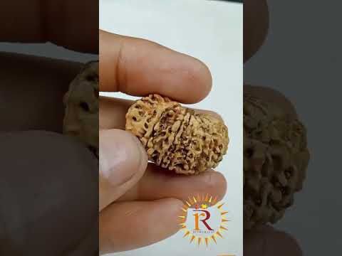 17 Mukhi Rudraksha Nepali