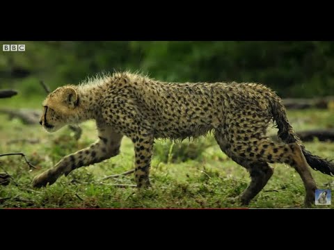Teaching Cheetah Cub To Hunt Is Easier Said Than Done!