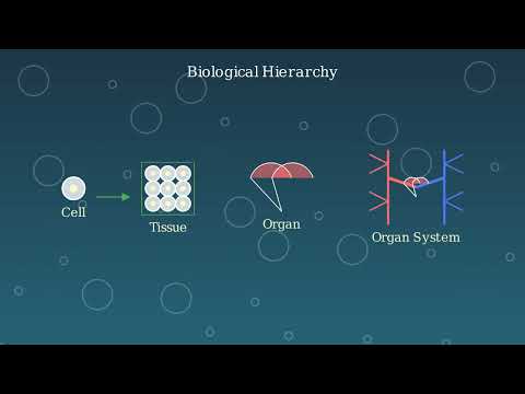 Biological Organization – History, Levels, Importance - Video
