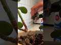 Broken jade plant RESCUE🪴 Propagation from cuttings (Money plant) #grow #plants #howto