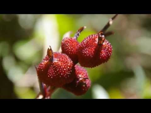 download lagu mp3 mp4 Faune Et Flore Madagascar, download lagu Faune Et Flore Madagascar gratis, unduh video klip Faune Et Flore Madagascar