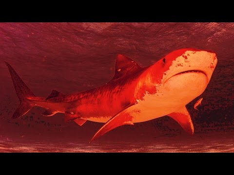 Shark Bite Gemstar