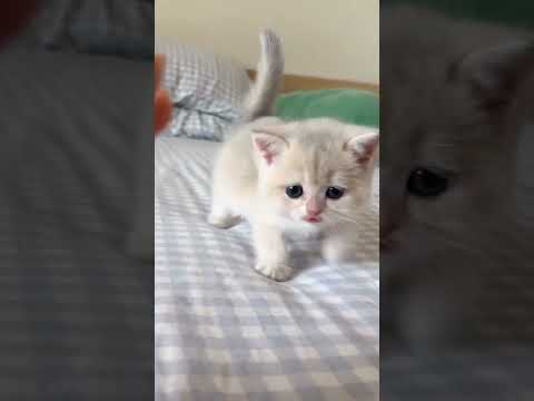 Kitten meowing 😻 | Cat sound | Cat video | Cat | Cat voice | Persian cat sound | Persian cat | Cats.