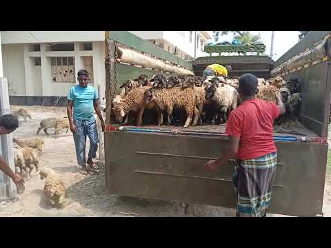 How to export millions of sheep, pig, cows-