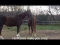When A Horse Becomes A Cougar