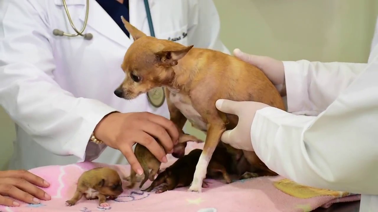Medicina Veterinaria y Zootecnia UCC – ver video
