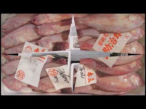 2023 11 24 ¡Pescado de Wakasa Obama! ¡Ubicación fija disponible! ¡Hay un tirador inferior!