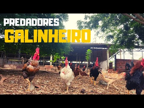 , title : 'como evitar predadores em seu galinheiro | PREDADORES NO GALINHEIRO'