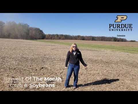 Harvest Of The Month - Corn & Soybeans