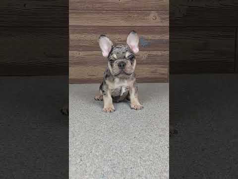 Video 7