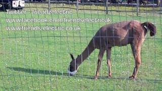 Friends Electric Video blog 3