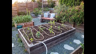 Garden Irrigation Solutions: Explore DIY drip, soaker hoses, clay ollas, and even rainwater capture!