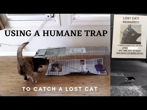 Tools to find a lost cat: Humane trap