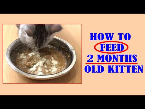 HOW TO FEED 2 MONTHS OLD KITTEN II KITTEN MEAL II AMERICAN SHORTHAIR KITTEN