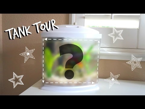 BETTA FISH TANK TOUR