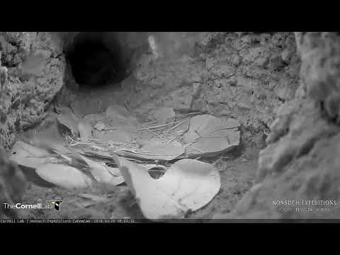 Sunny The Cahow Chick Investigates Nesting Burrow Tunnel – April 20, 2018