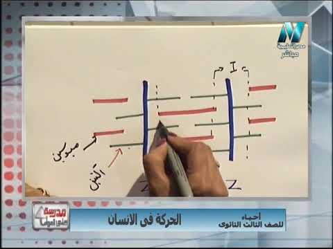 أحياء 3 ثانوى 2019 - رسمة القطعه العضليه