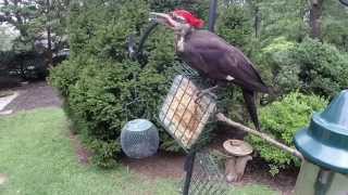 GoPro at the Bird Feeder
