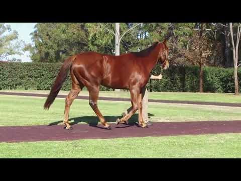 2020 Magic Millions National Broodmare Sale: Lot 144 Evening Slippers