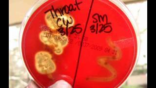 Download lagu Blood Agar Bacterial Growth Medium Alpha Beta Gamm....mp3