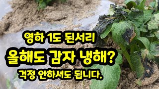 감자냉해? 영하 1도에 된서리 대처하는 방법 [감자재배기술]