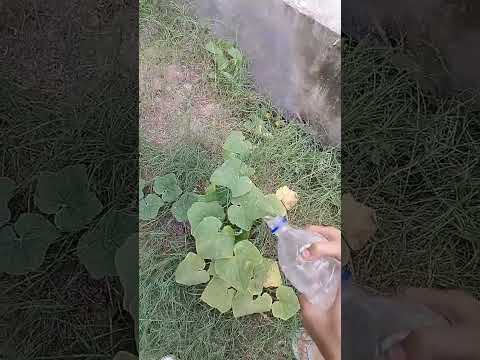 Pumpkin ,s growth #aryaman #plant #mygarden #nature #garden #vegetable 🎃🎃