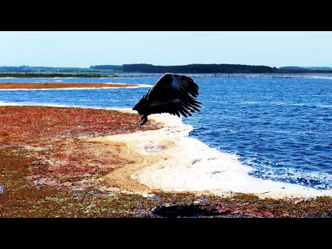 Armonía: Vida Silvestre y Humanidad en la Laguna Garzón y la Barra de Maldonado, Uruguay