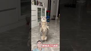 Download lagu kucing lincah #trendingshorts #viraltiktok #cat #catshorts mp3