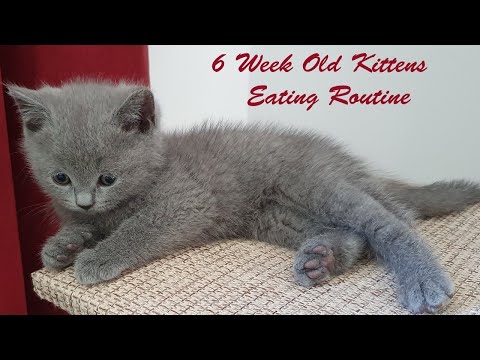 6 week old Kittens Eating Routine