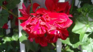 LA PRIMAVERA   José Mercé.