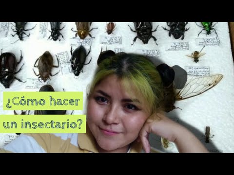 ¿Cómo hacer un insectario? – Entomología