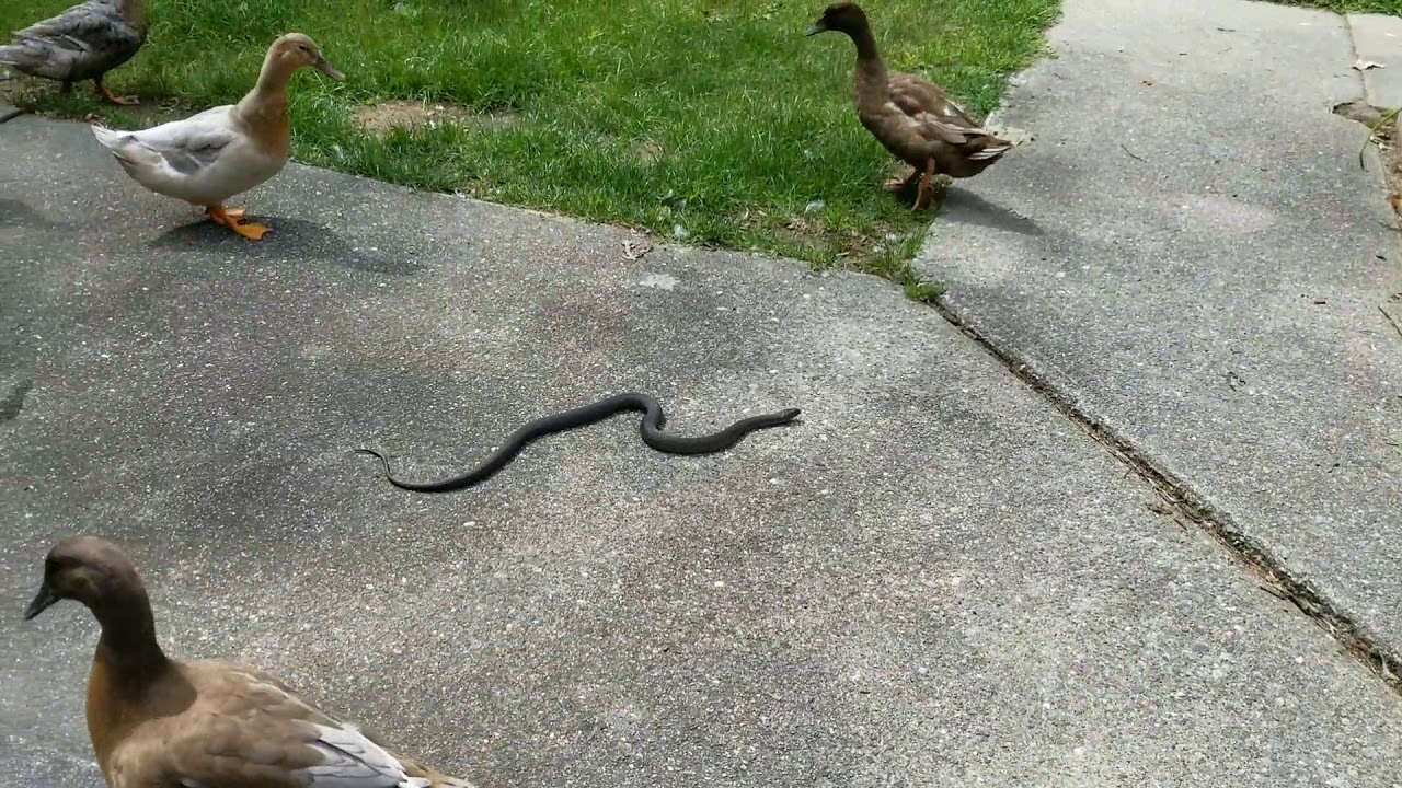 A snake in Duck City!