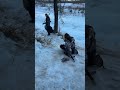 Come back Matthew! #medievaltiktok #knight #wintervibes #matthew #jamaica #slippery #fyp