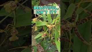 ☺️ Exotic Beauty: Leopard &amp; Purple Orchids in Bloom #BestGardenDreams #flowers  #orchids