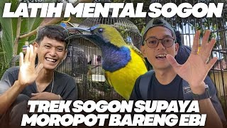 Download lagu TREK SOGON TO EBI MOROPOT HEADQUARTERS!! My bird was shot dead, man! mp3 Download lagu TREK SOGON TO EBI MOROPOT HEADQUARTERS!! My bird was shot dead, man! mp3