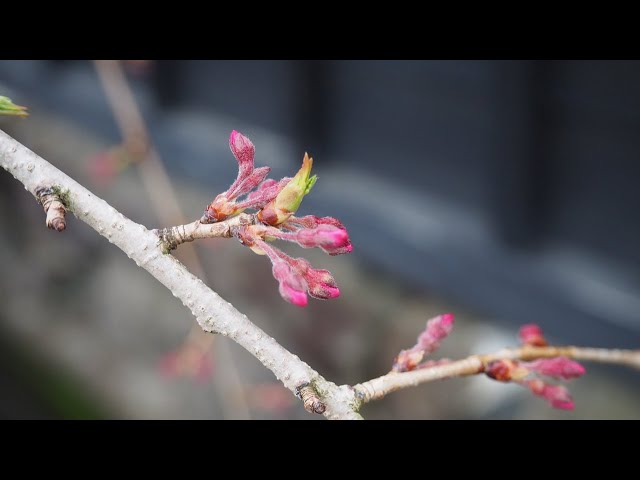 2025 [Kakunodate Cherry Blossoms] Blooming Status April 15th