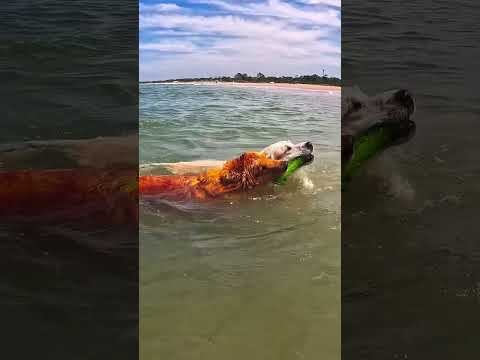 Playa Hermosa y Solís 🌅🐾 #Shorts