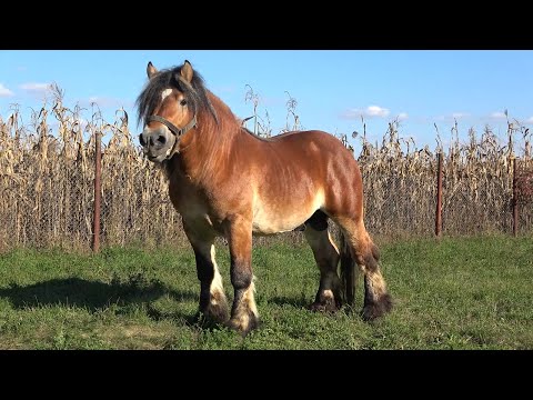 Caii lui Romica Racasan de la Sannicoara, Cluj - 2020 Nou!!!