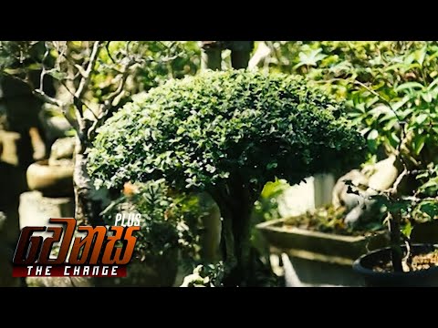 Venasa Plus | Bonsai Trees (2022-10-26) | ITN