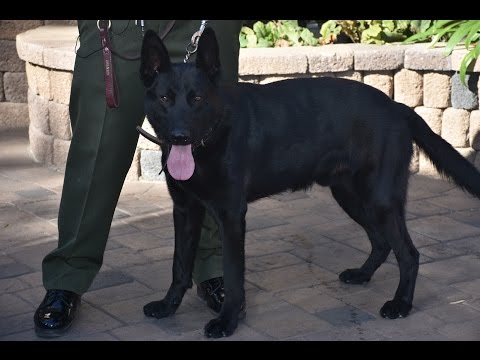 Sheriff’s K-9 “Magic” Reports For Duty