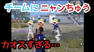 [荒野行動]決勝十一人チームにニャンちゅうが紛れててゲームどころではなかった！