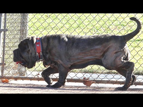 Neapolitan Mastiff Information & Facts | Dogmal